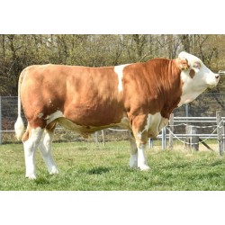 fleckvieh stier rocco