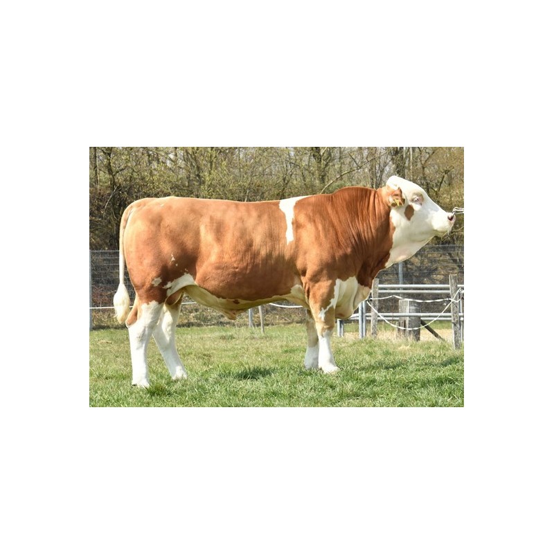 fleckvieh stier rocco fleckvieh stier rocco