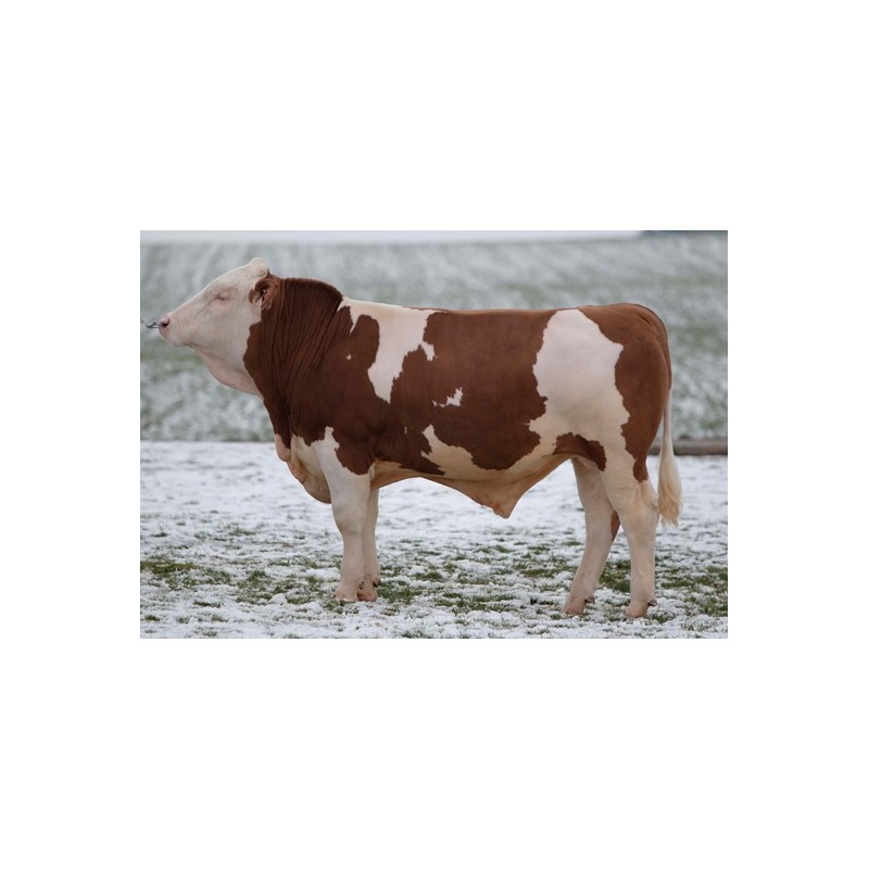 fleckvieh stier hrdobec