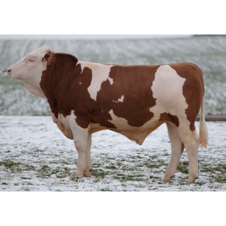 fleckvieh stier hrdobec
