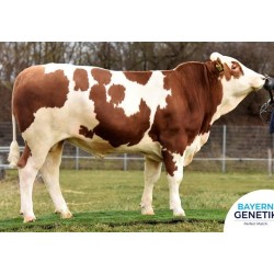 fleckvieh stier methusalix Pp