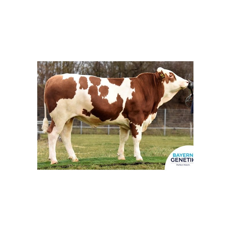 fleckvieh stier methusalix Pp